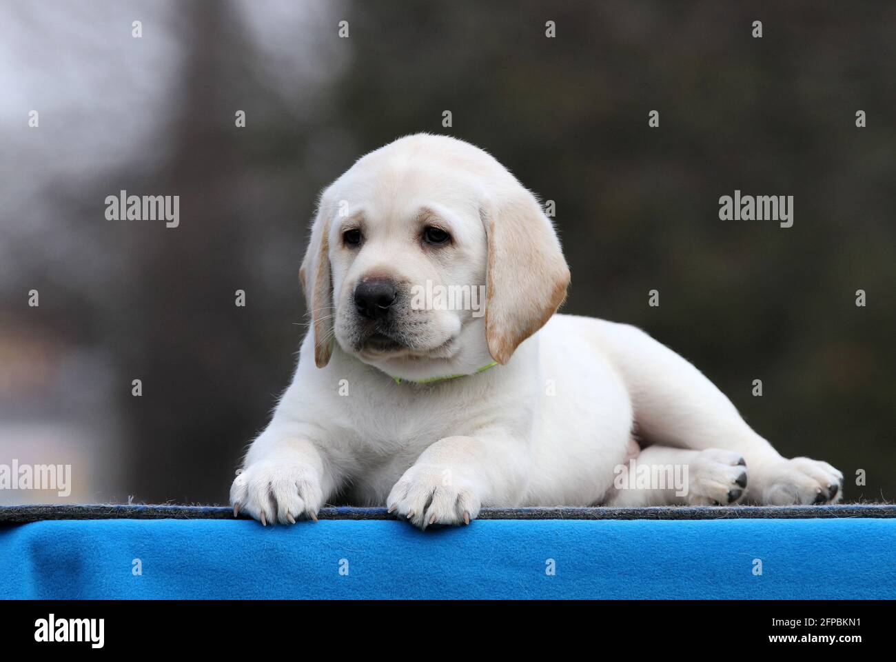 the yellow labrador puppy on the blue background Stock Photo - Alamy