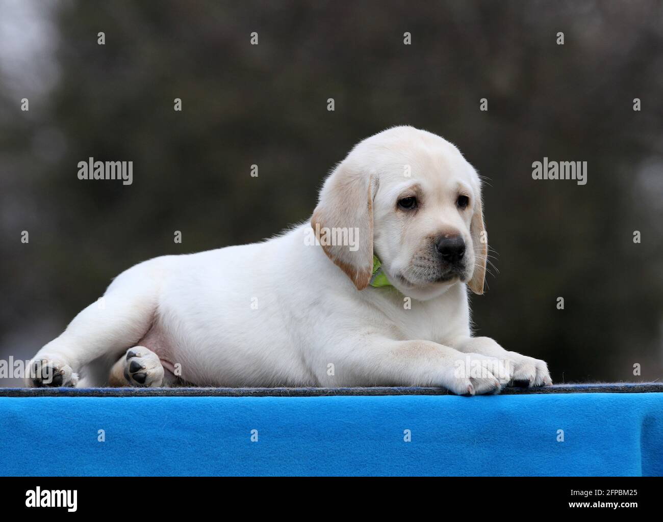 a yellow labrador puppy on the blue background Stock Photo - Alamy