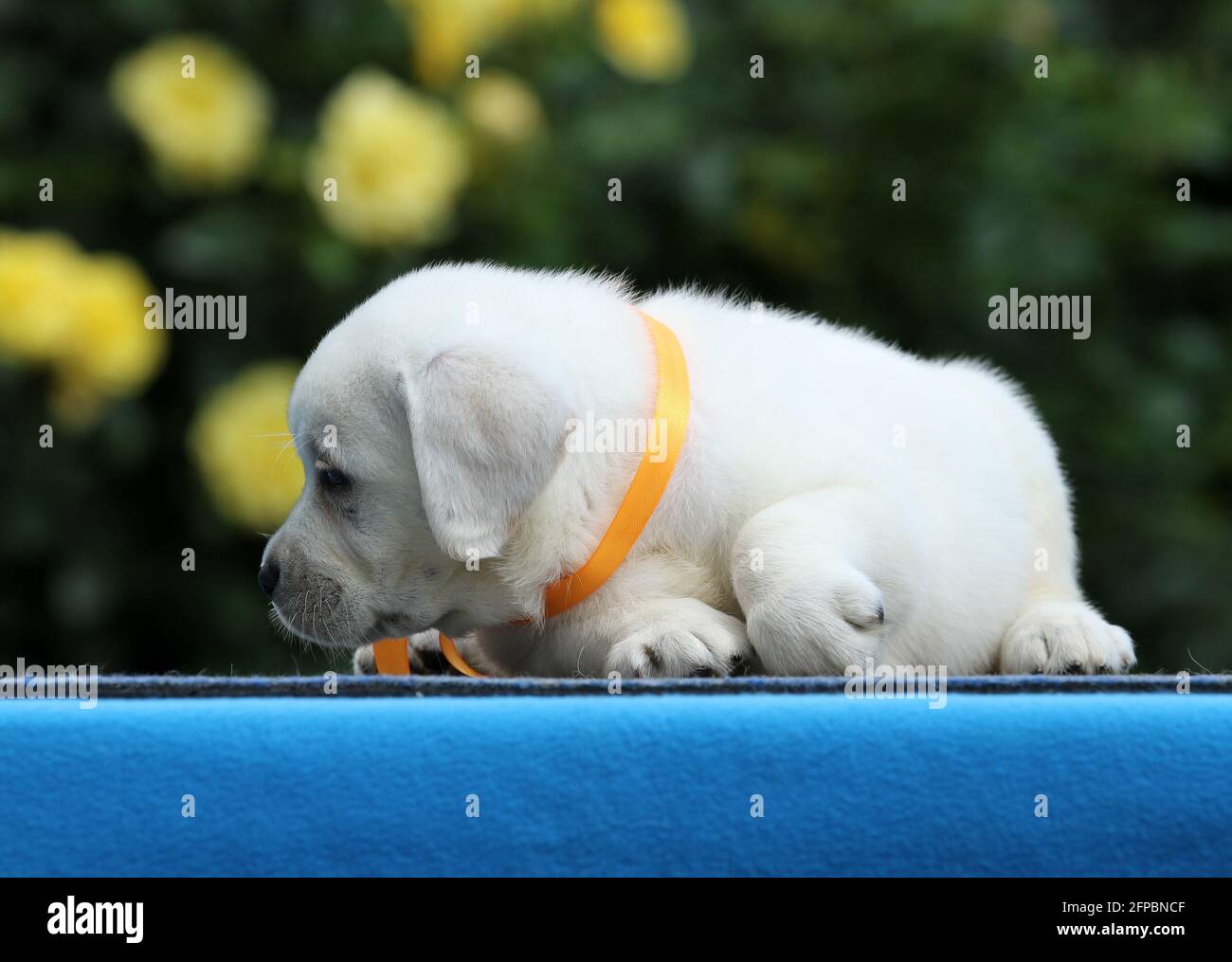 the nice yellow labrador puppy on the blue background Stock Photo - Alamy