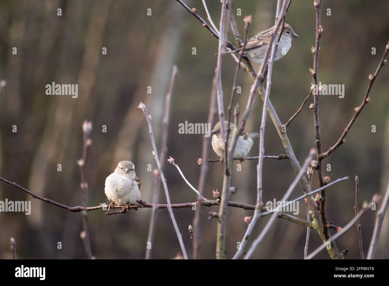 bird - three sparrow on a tree branch Stock Photo