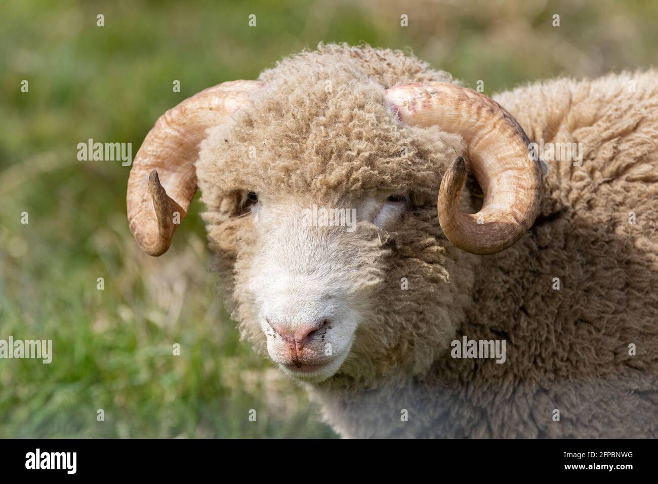 A portrait of a horned sheep in the UK countryside Stock Photo