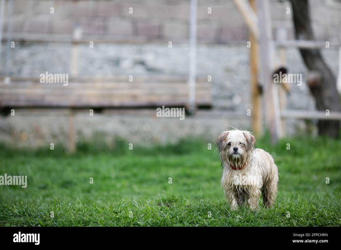Wet small and dirty dog after a rain in a mountain village in