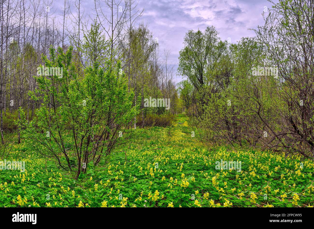 Flowering glade in spring forest with yellow flowers of Corydalis bracteata covered - springtime landscape. One from primroses flowers in Siberian tai Stock Photo