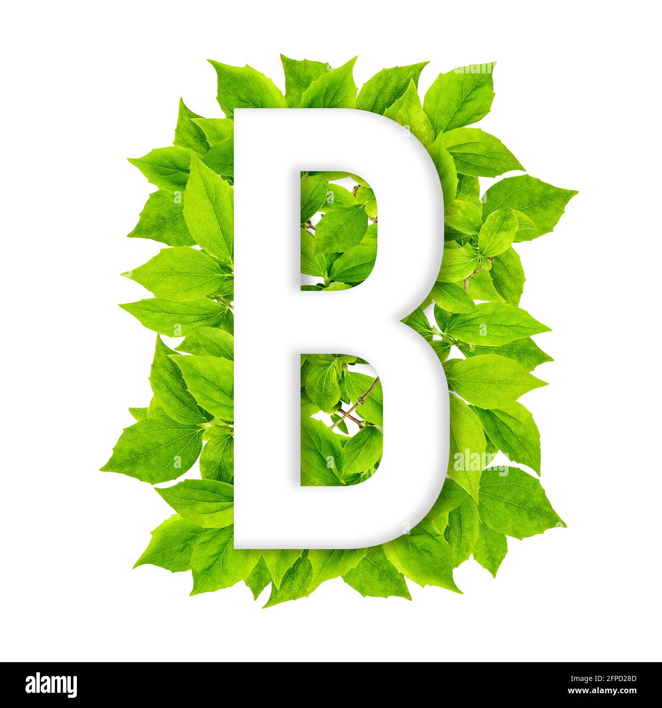 https://c8.alamy.com/comp/2FPD28D/letter-b-with-green-leaves-background-abc-floral-alphabet-2FPD28D.jpg
