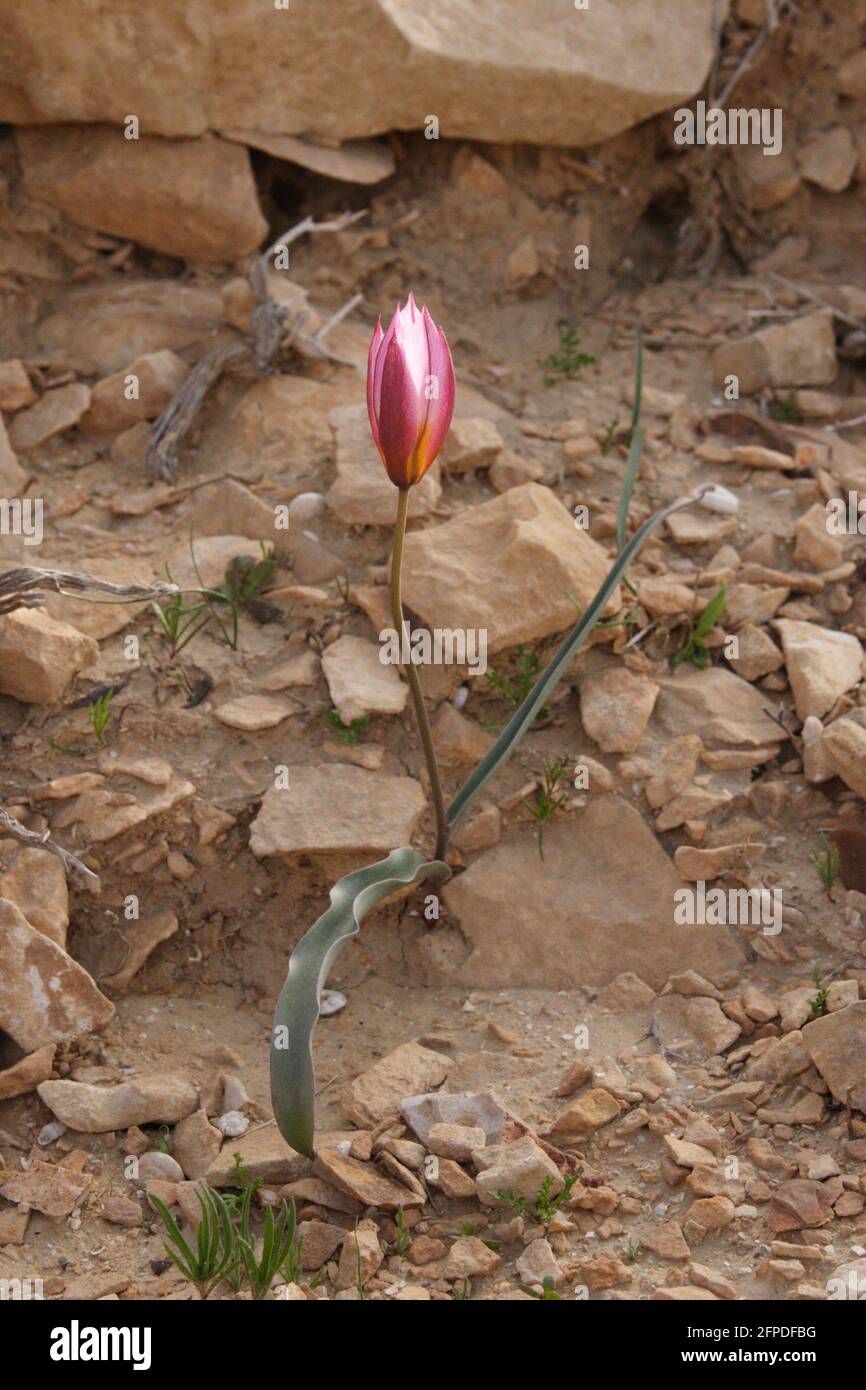 Bud of a Desert Tulip, Tulipa Systola or Tulipa Amplyophylla, a wildflower from the family of Liliaceae growing in the Negev Desert, Israel. Stock Photo