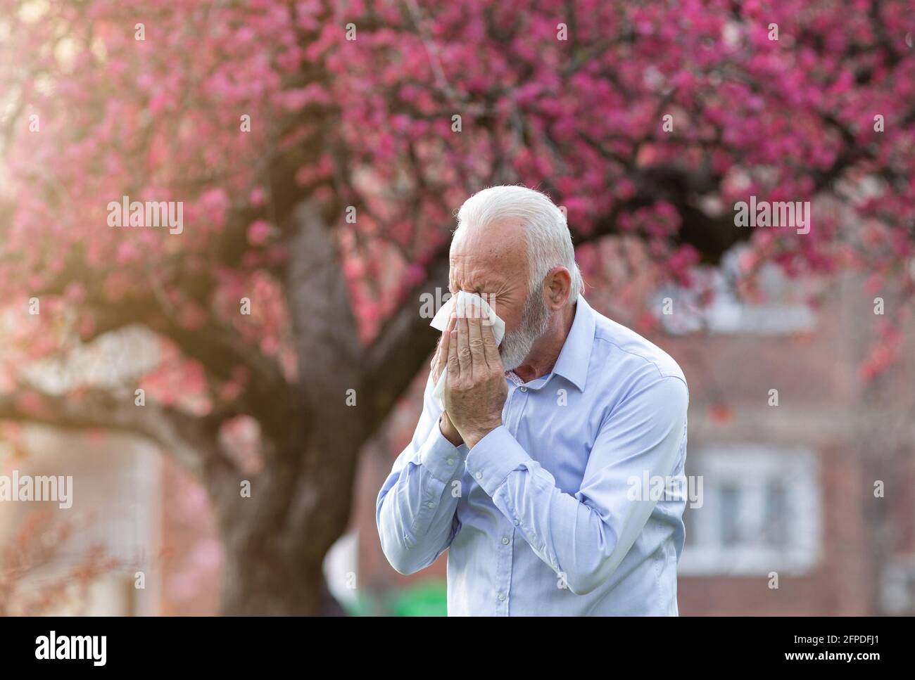 Senior man coughing into handkerchief tissue. Elderly persn suffering from hay fever rhinitis. Stock Photo