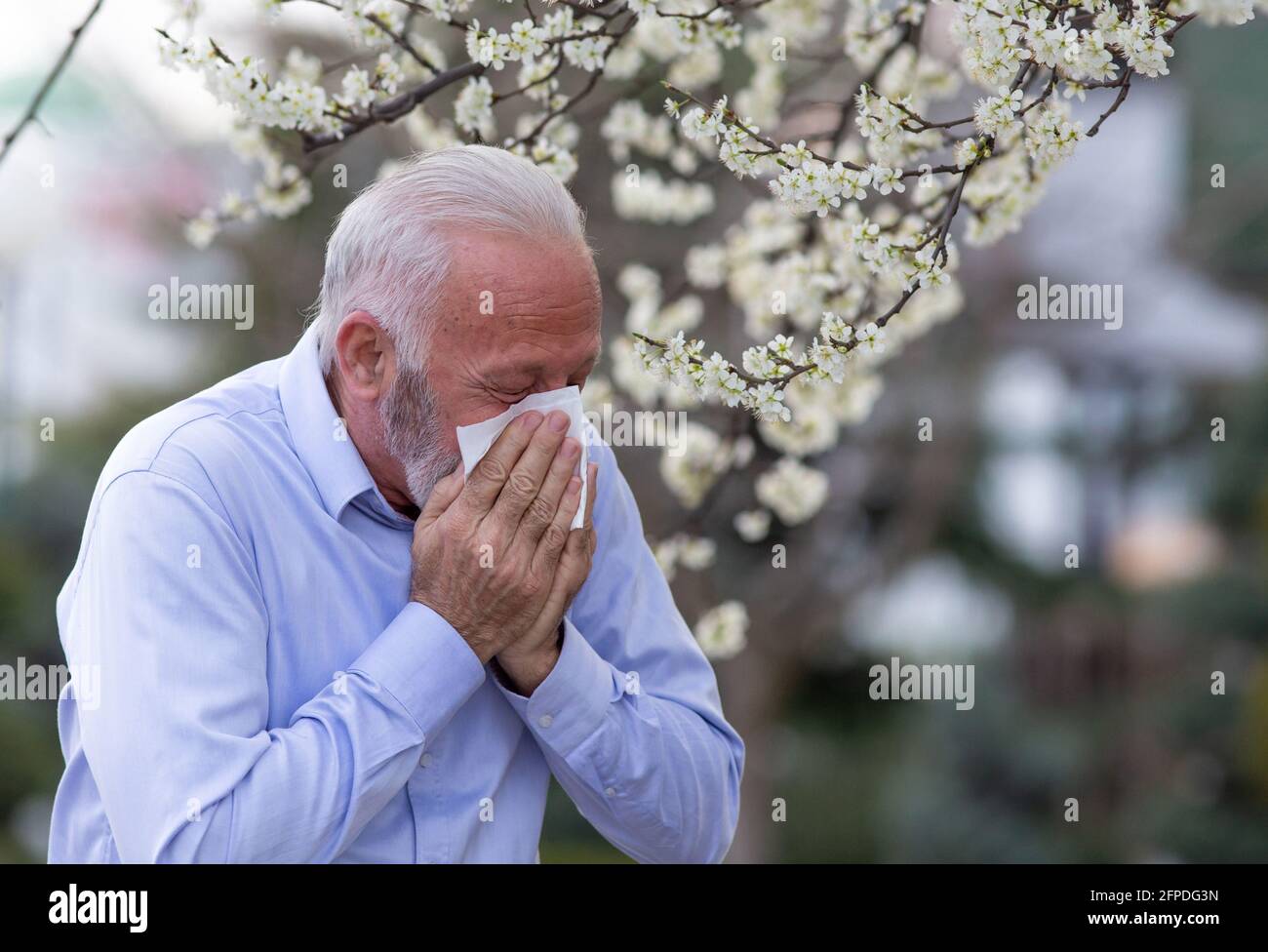 Old man with allergy symptoms sneezing into tissue. Senior suffering from hay fever coughing outside. Stock Photo