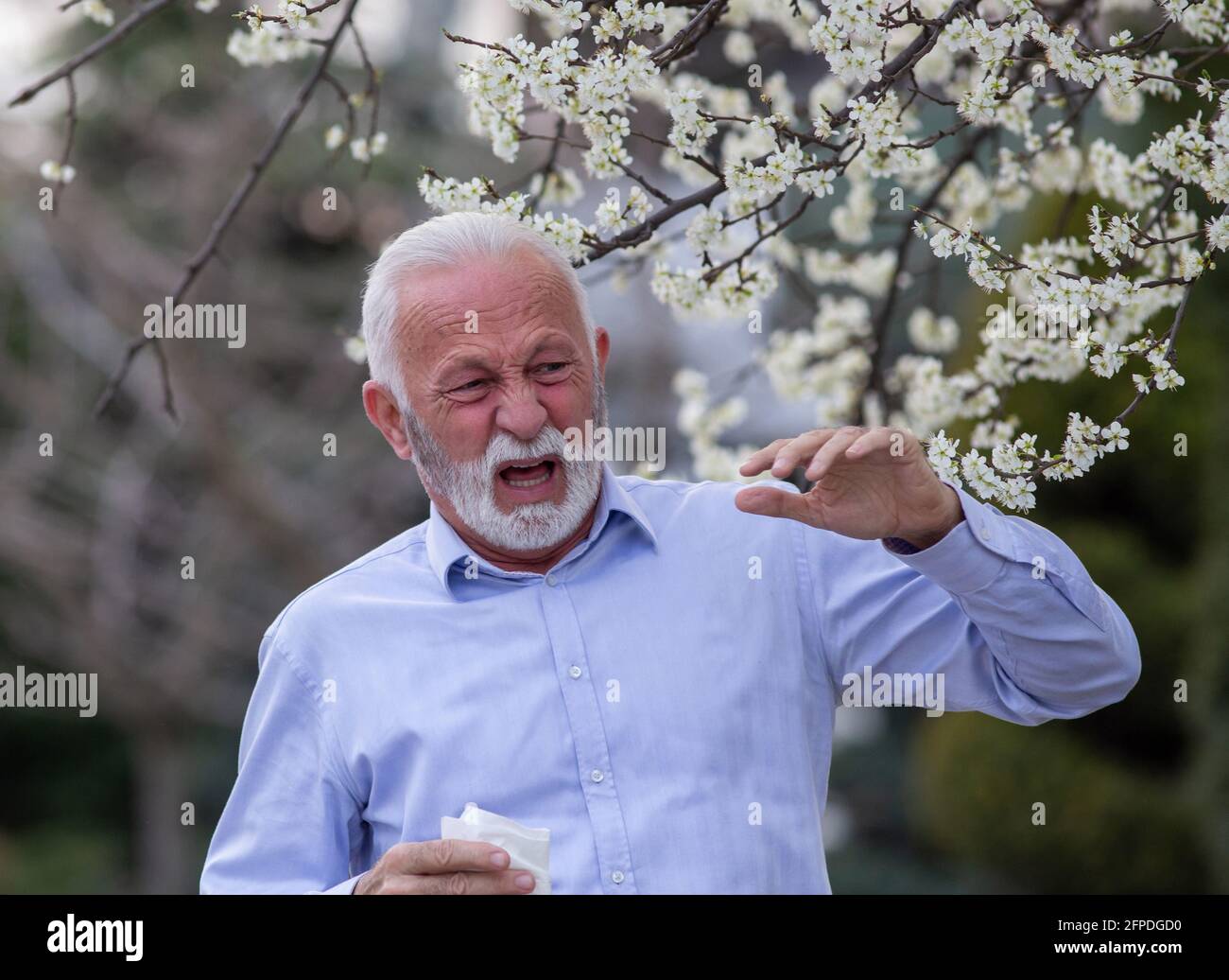 Senior man next to flowering tree with open mouth about to cough in springtime suffering from allergies. Stock Photo