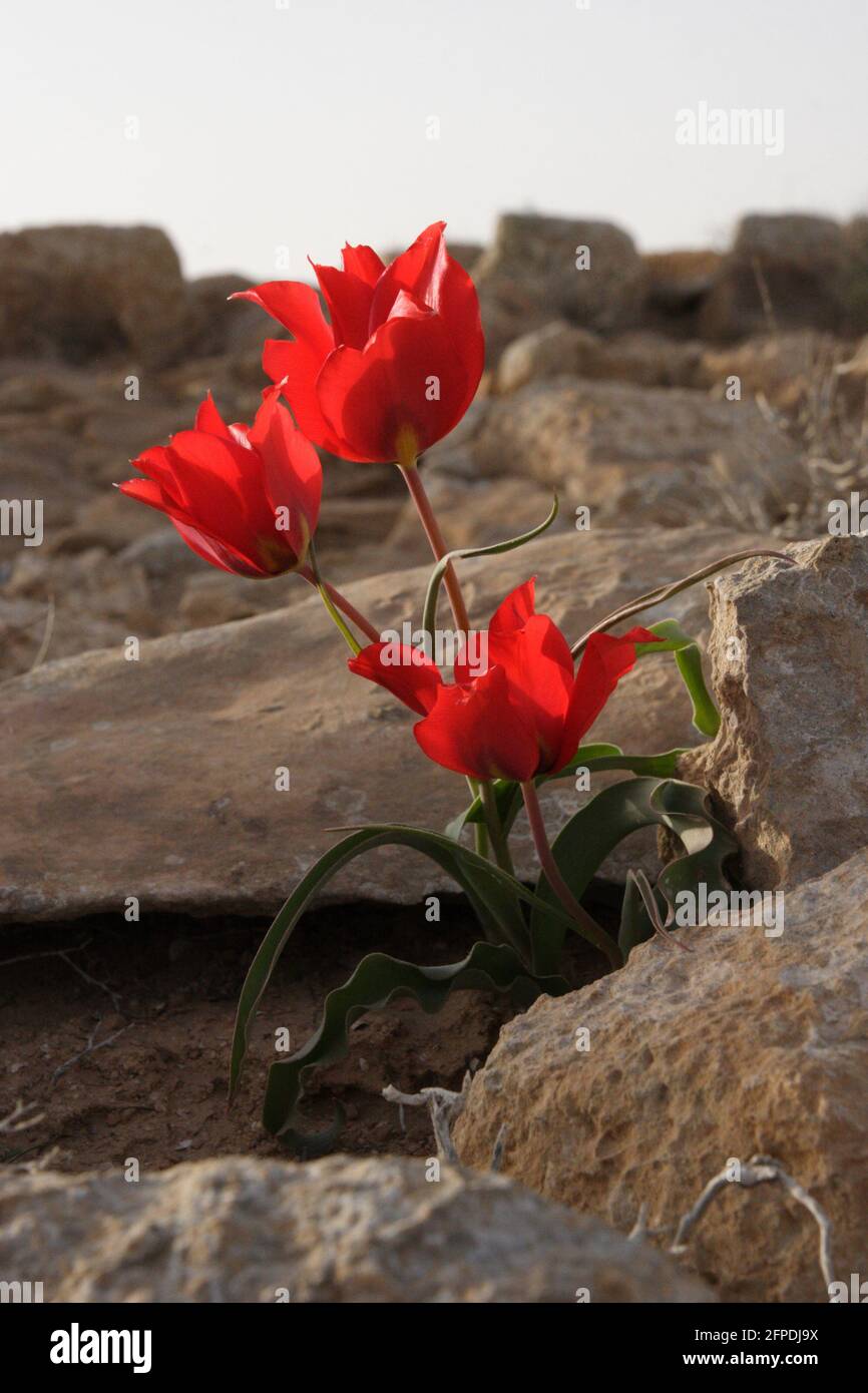 Desert Tulip, Tulipa Systola or Tulipa Amplyophylla, a wildflower from