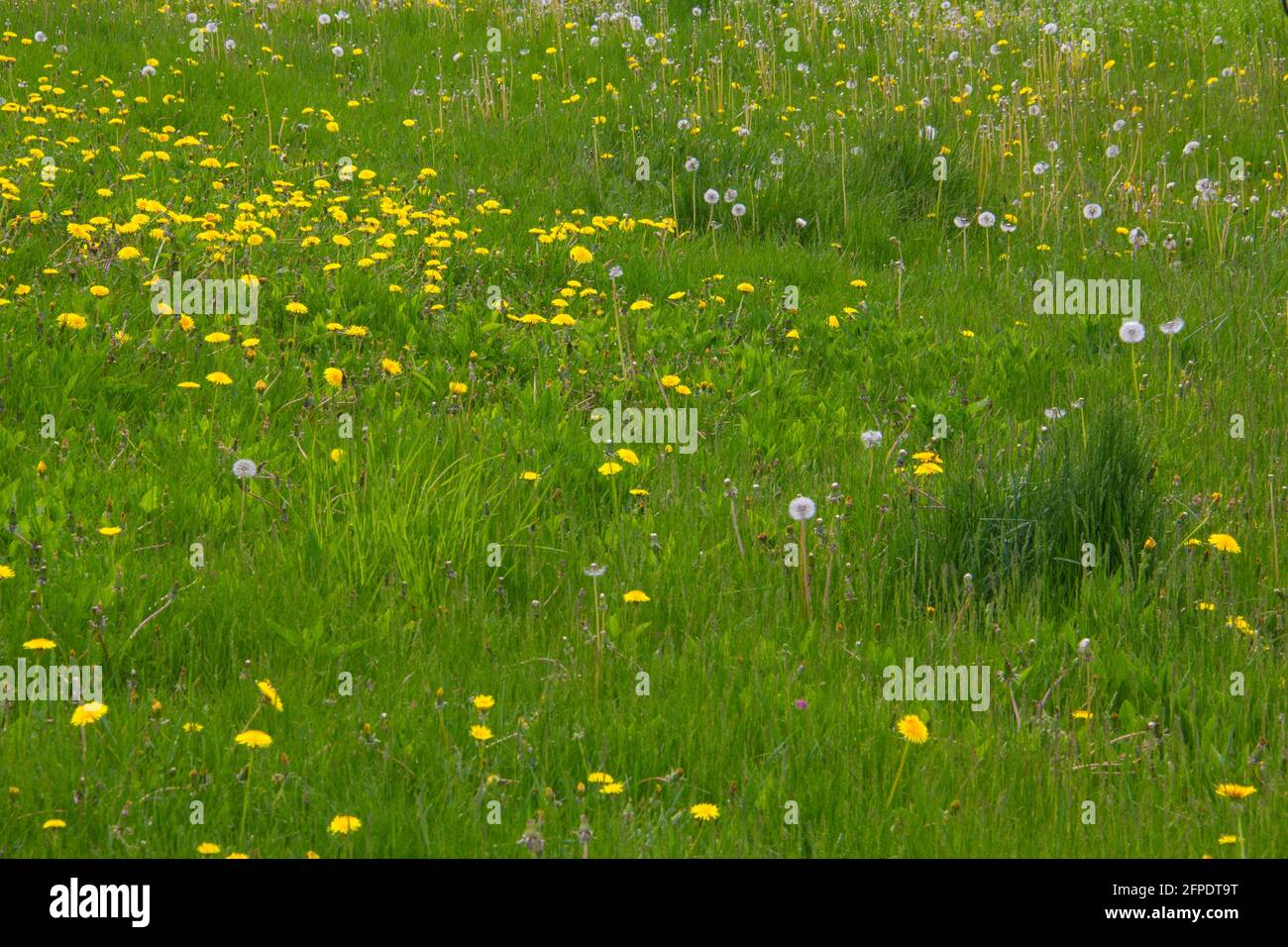 Dandelions in an unkempt lawn Stock Photo