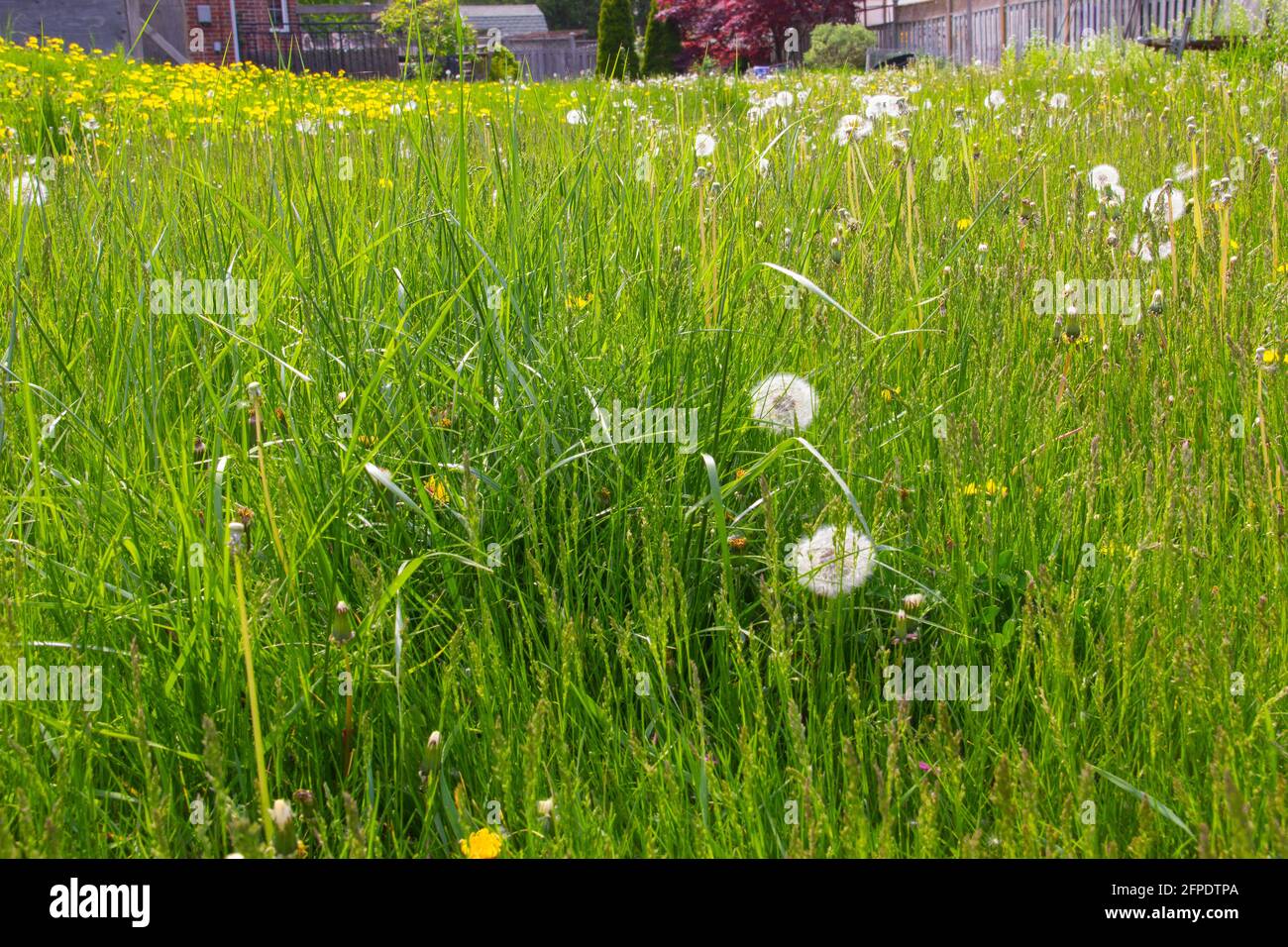 Dandelions in an unkempt lawn Stock Photo
