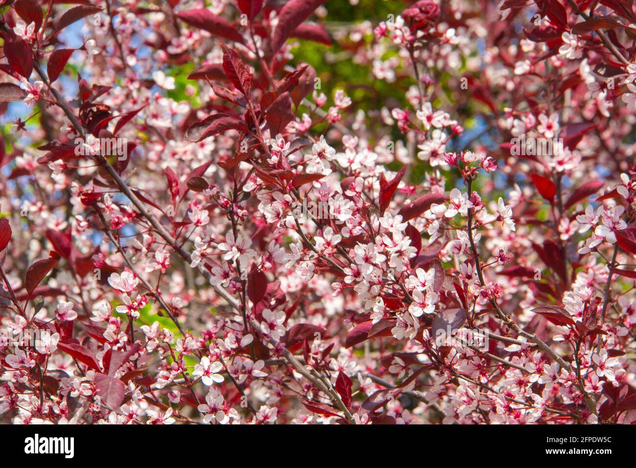 Cherry plum tree detail Stock Photo Alamy