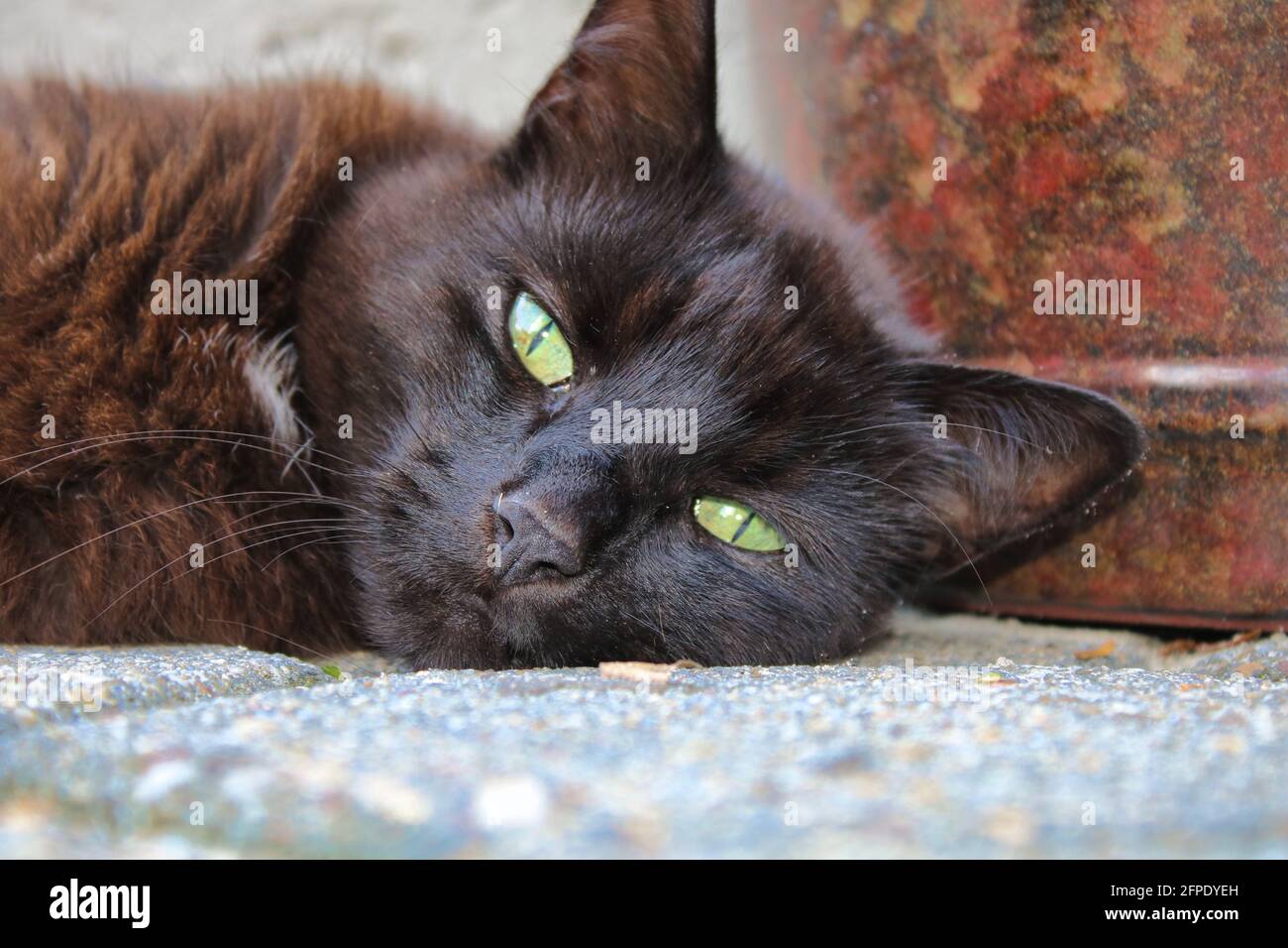 Schwarze Katze / Black cat Stock Photo