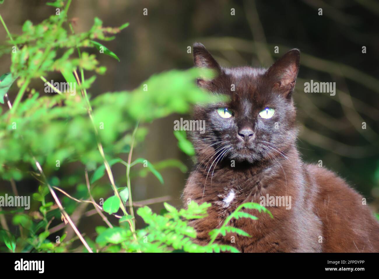 Schwarze Katze / Black cat Stock Photo