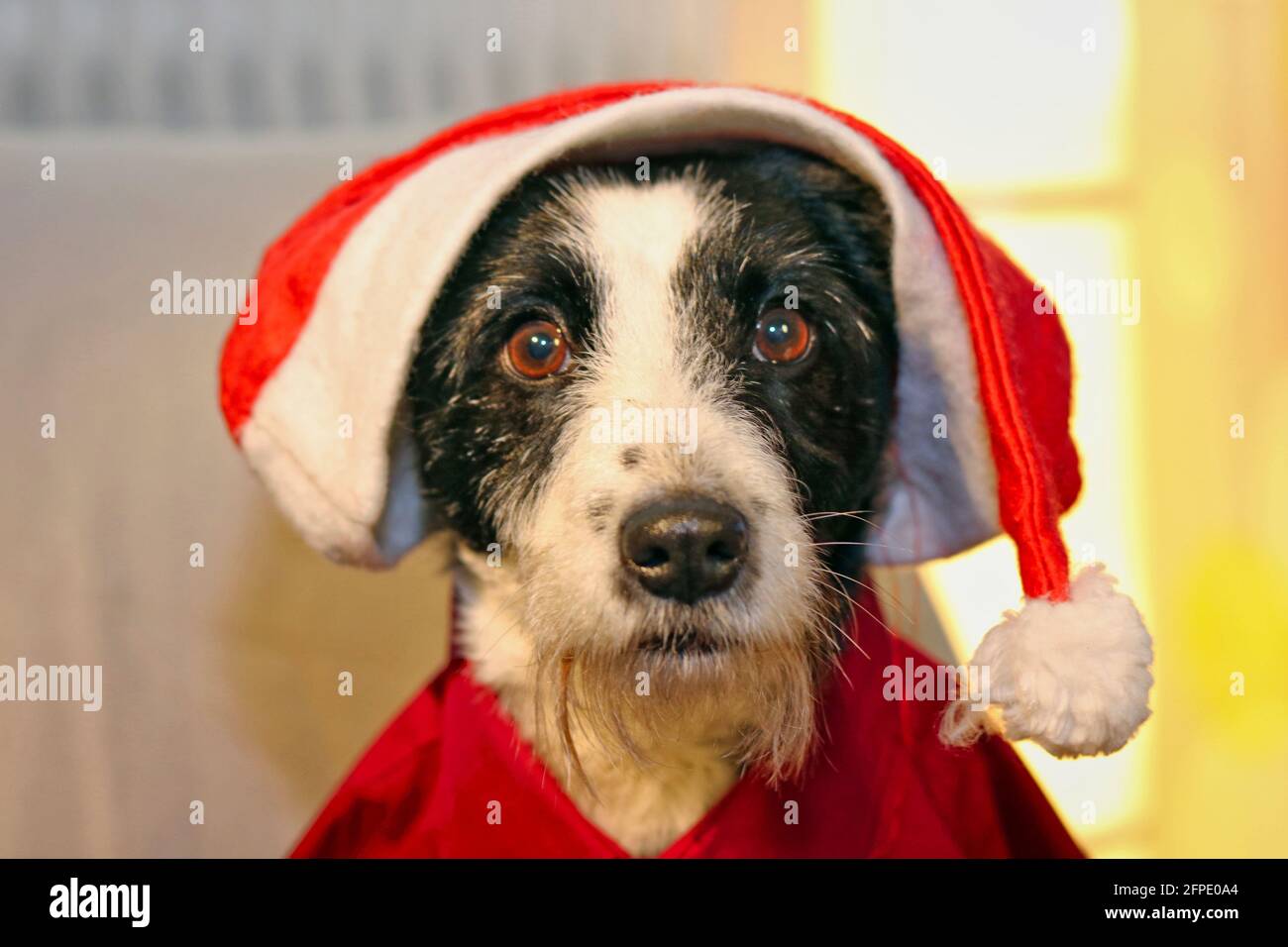 christmas dog Stock Photo