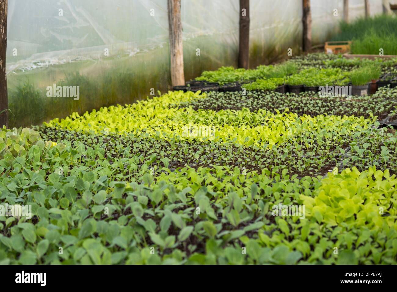 small seedlings of plants growing inside of a greenhouse during spring ...