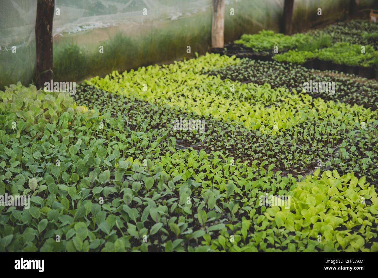 small seedlings of plants growing inside of a greenhouse during spring ...