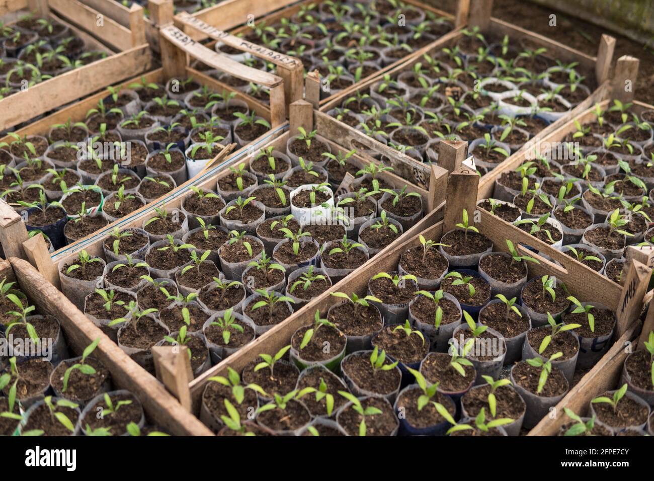 small seedlings of plants growing inside of a greenhouse during spring ...