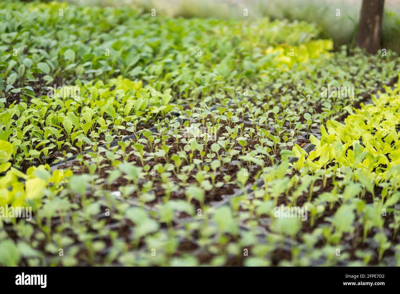 small seedlings of plants growing inside of a greenhouse during spring ...