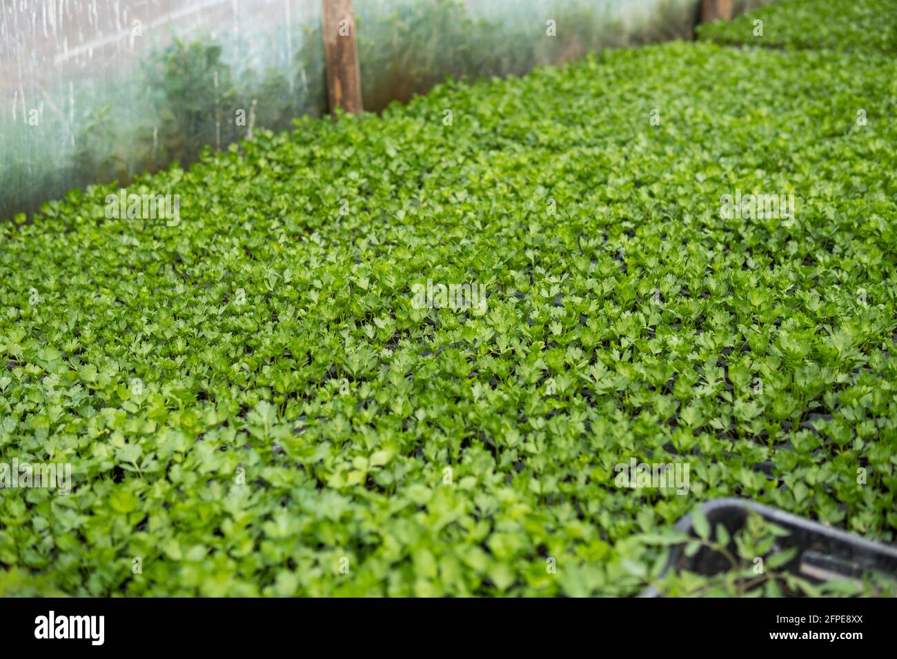 small seedlings of plants growing inside of a greenhouse during spring ...