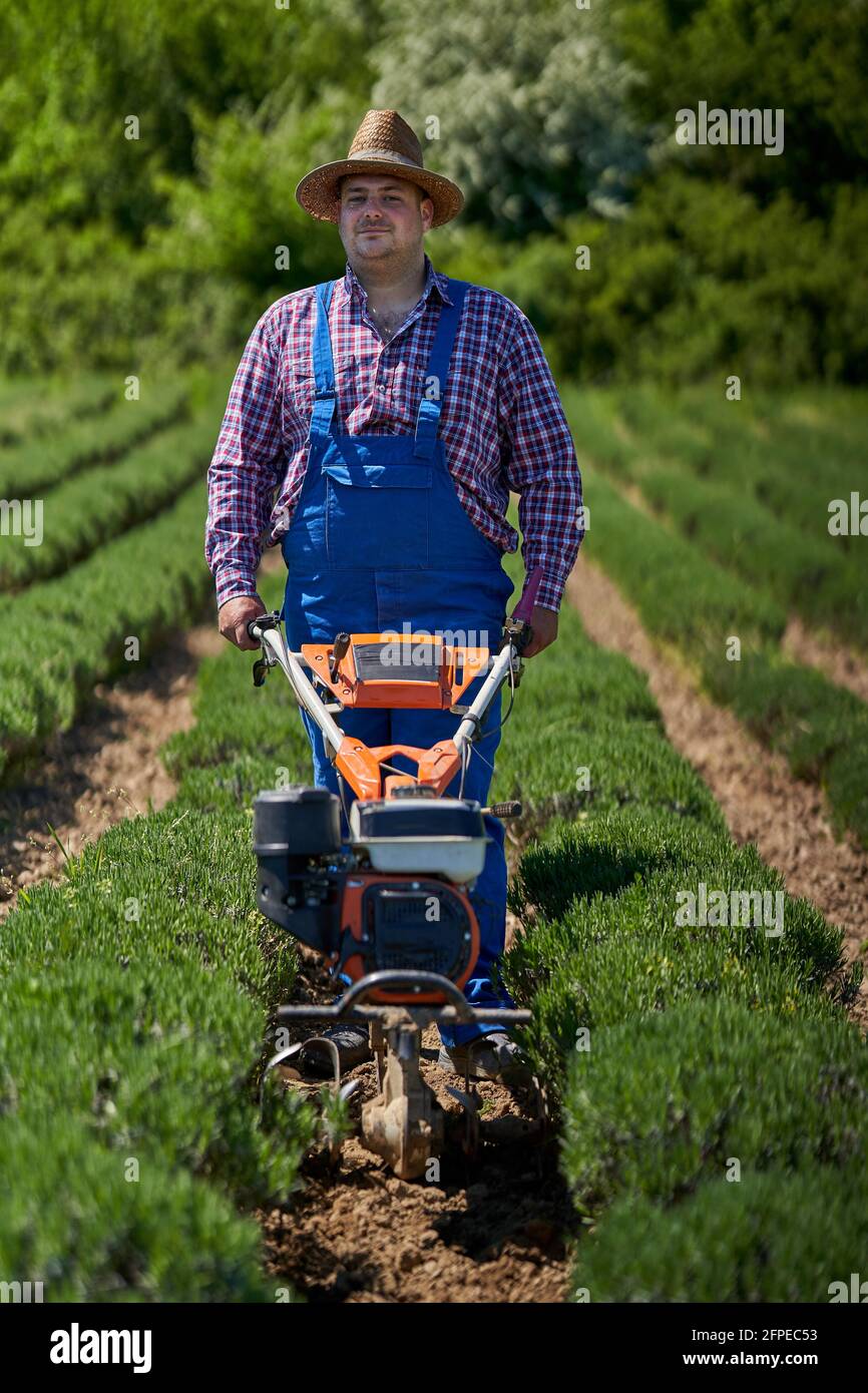 Farmer weeding with a motorized tiller on a lavender field Stock Photo Alamy