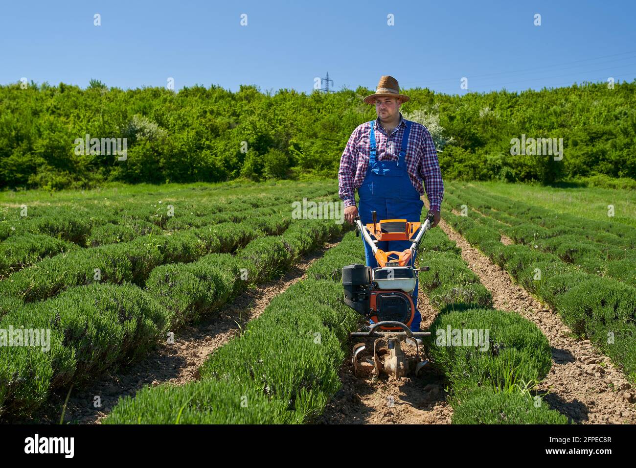 Farmer weeding with a motorized tiller on a lavender field Stock Photo Alamy