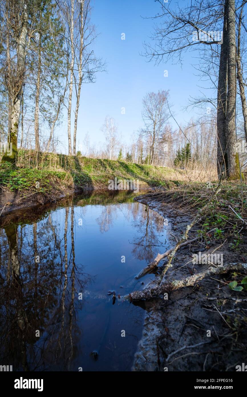 trees by the water with blue sky reflections on surface Stock Photo - Alamy