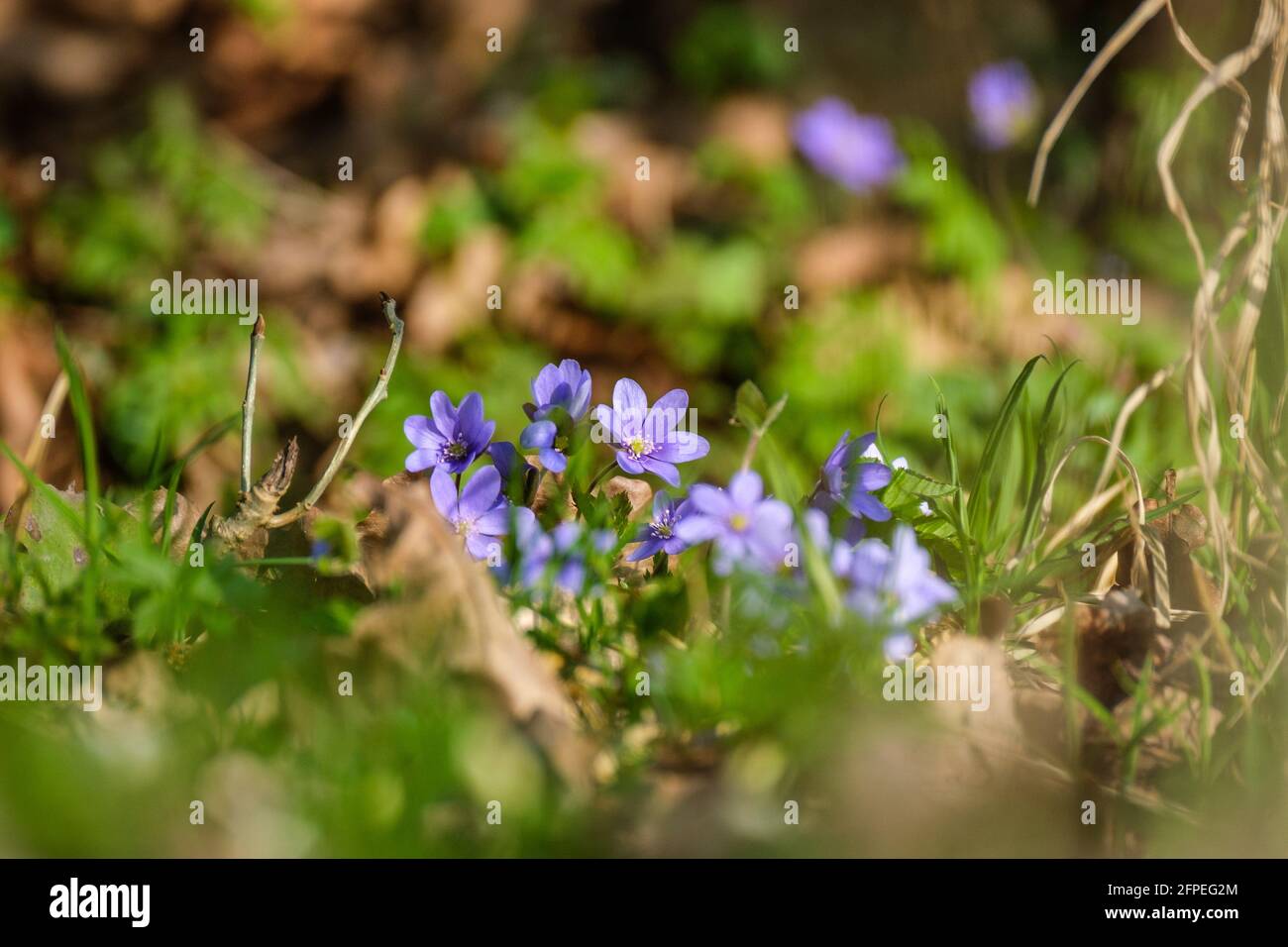 small blue spring flowers in green grass in sunny day Stock Photo