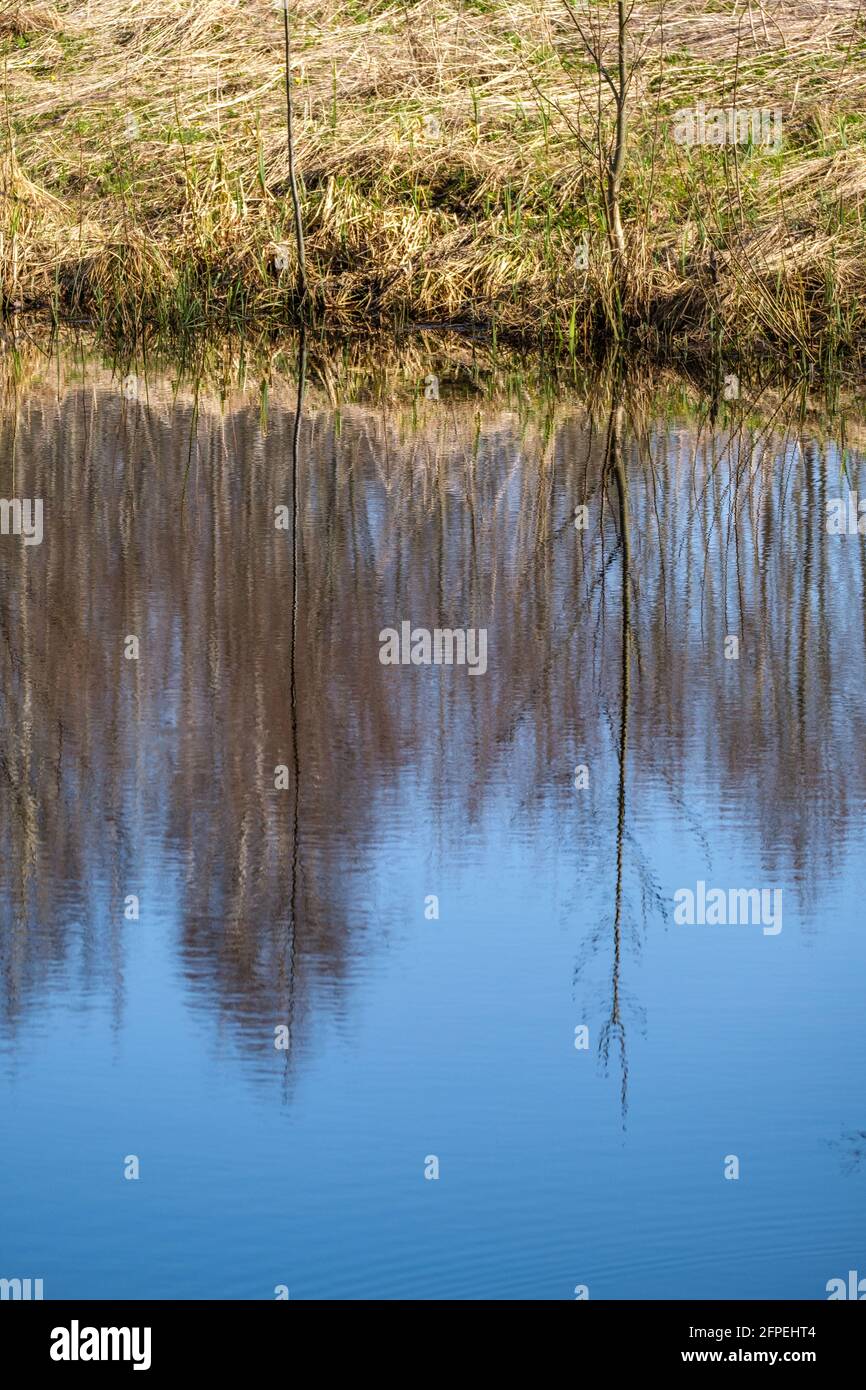 trees by the water with blue sky reflections on surface Stock Photo - Alamy