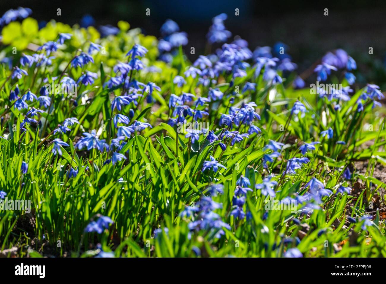 small blue spring flowers in green grass in sunny day Stock Photo