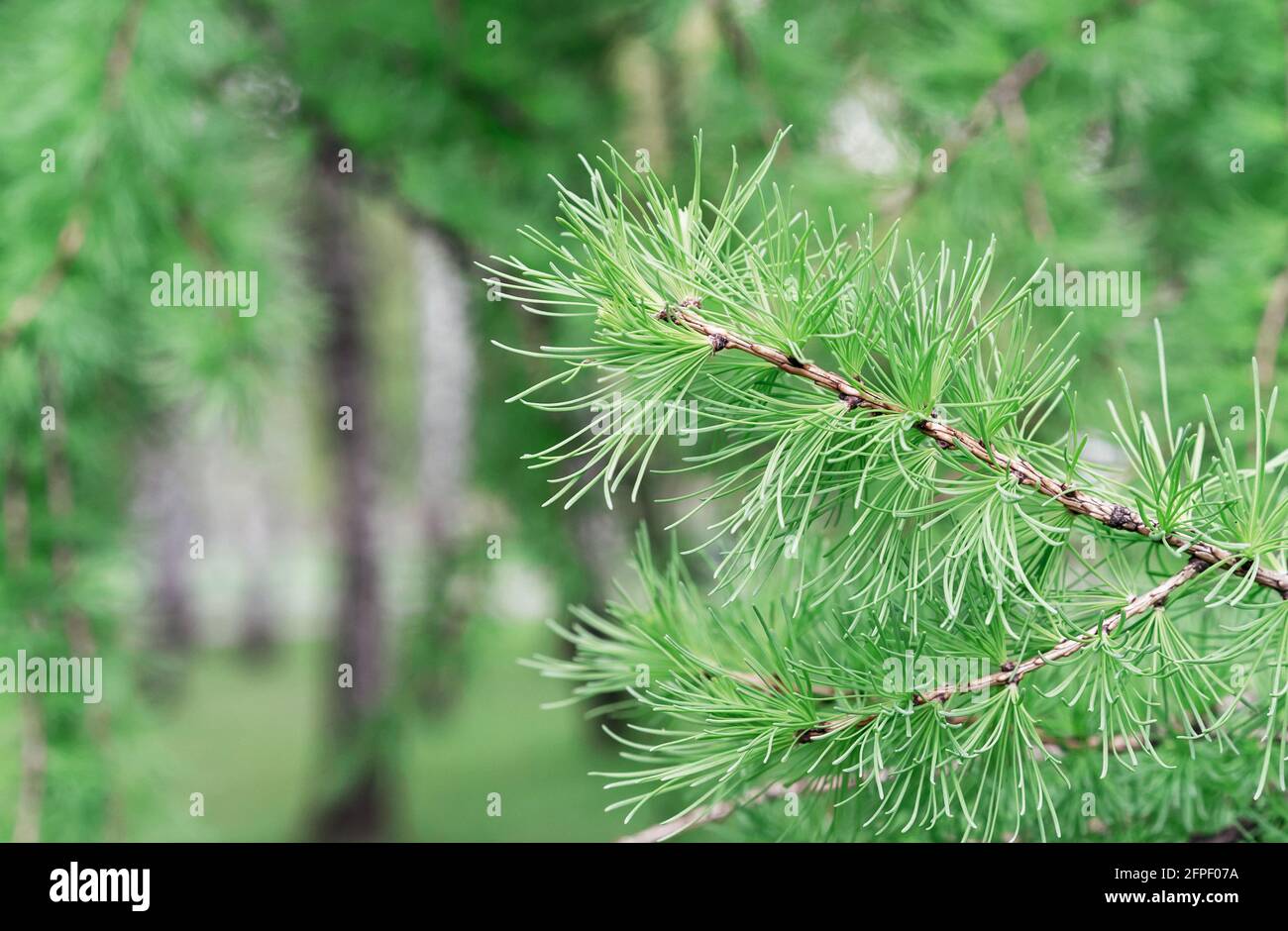 Branch with young shoots of Siberian larch from the pine family. Stock Photo