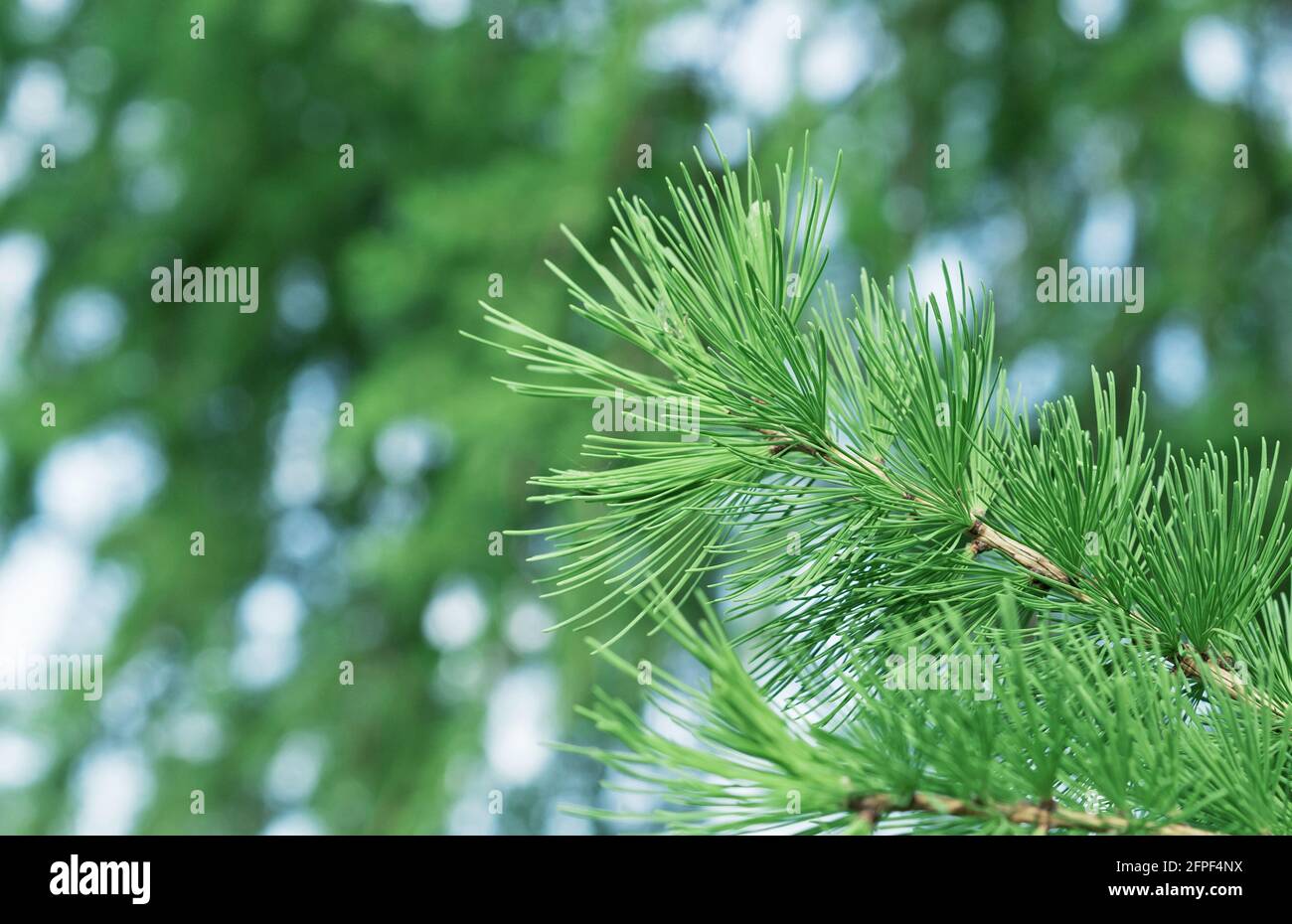 Branch with young shoots of Siberian larch from the pine family. Stock Photo