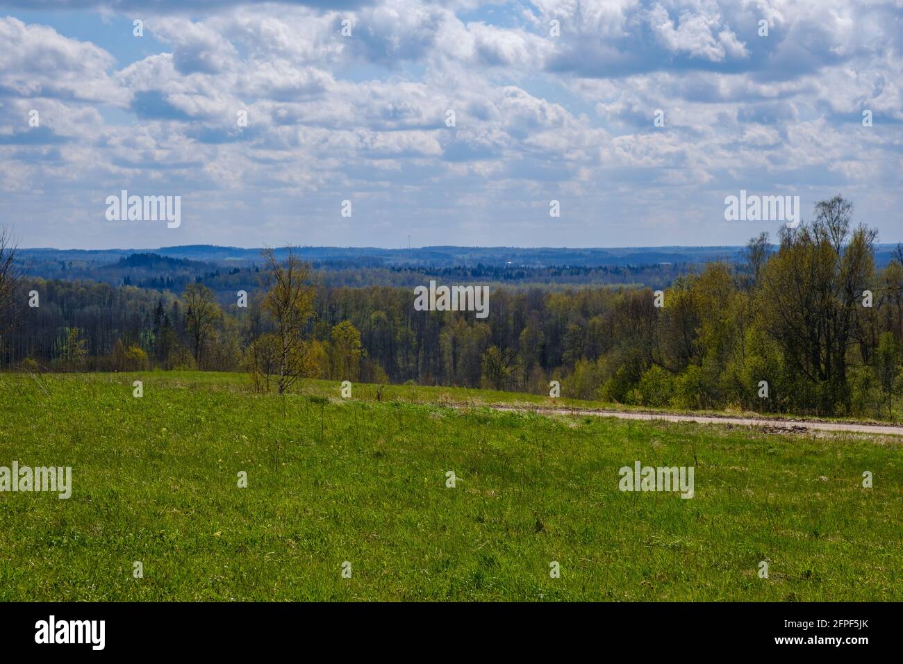 spring summer fields in countryside with forest in background. green ...