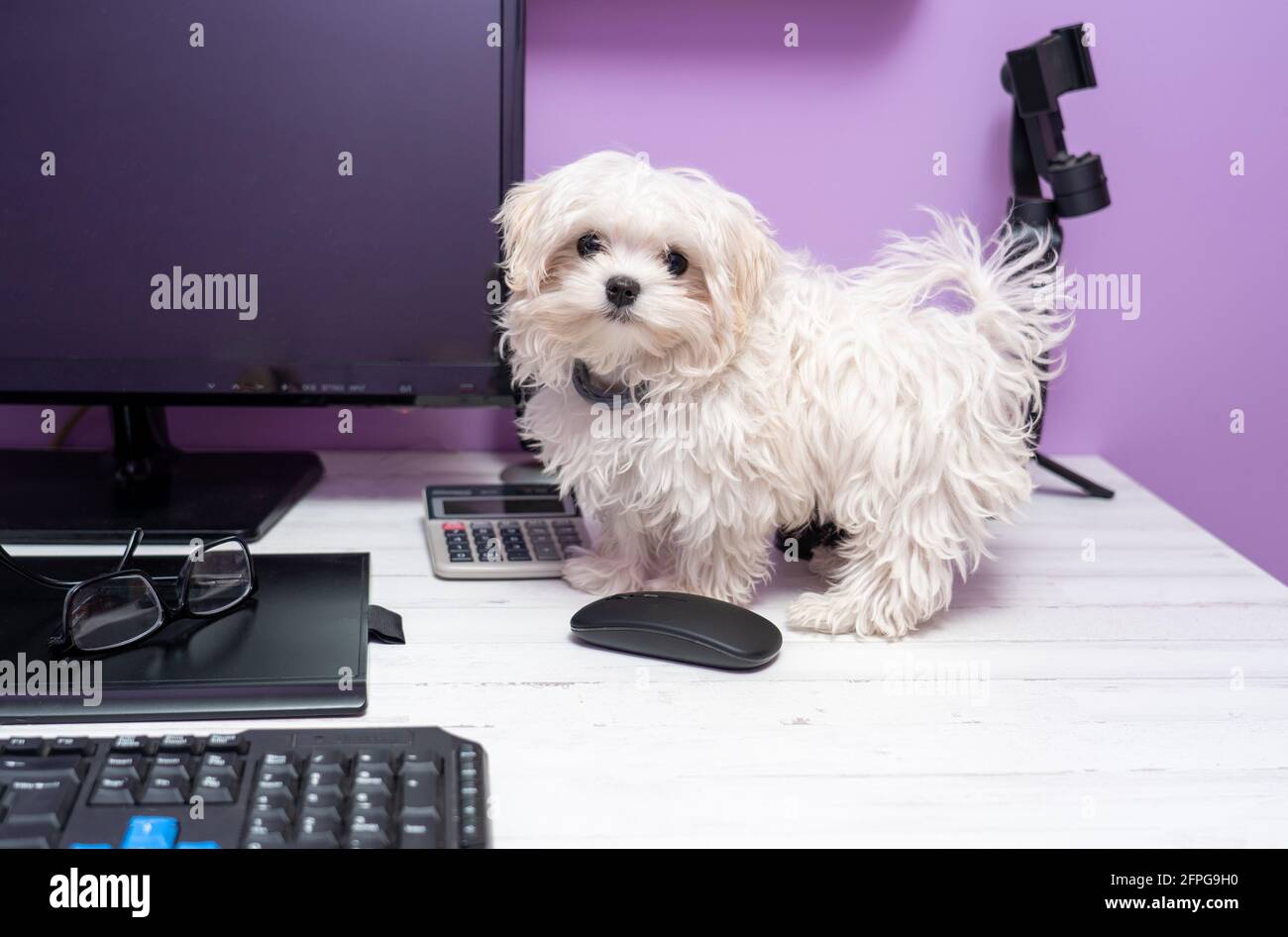 White, cute puppy standing on a computer desk Stock Photo - Alamy