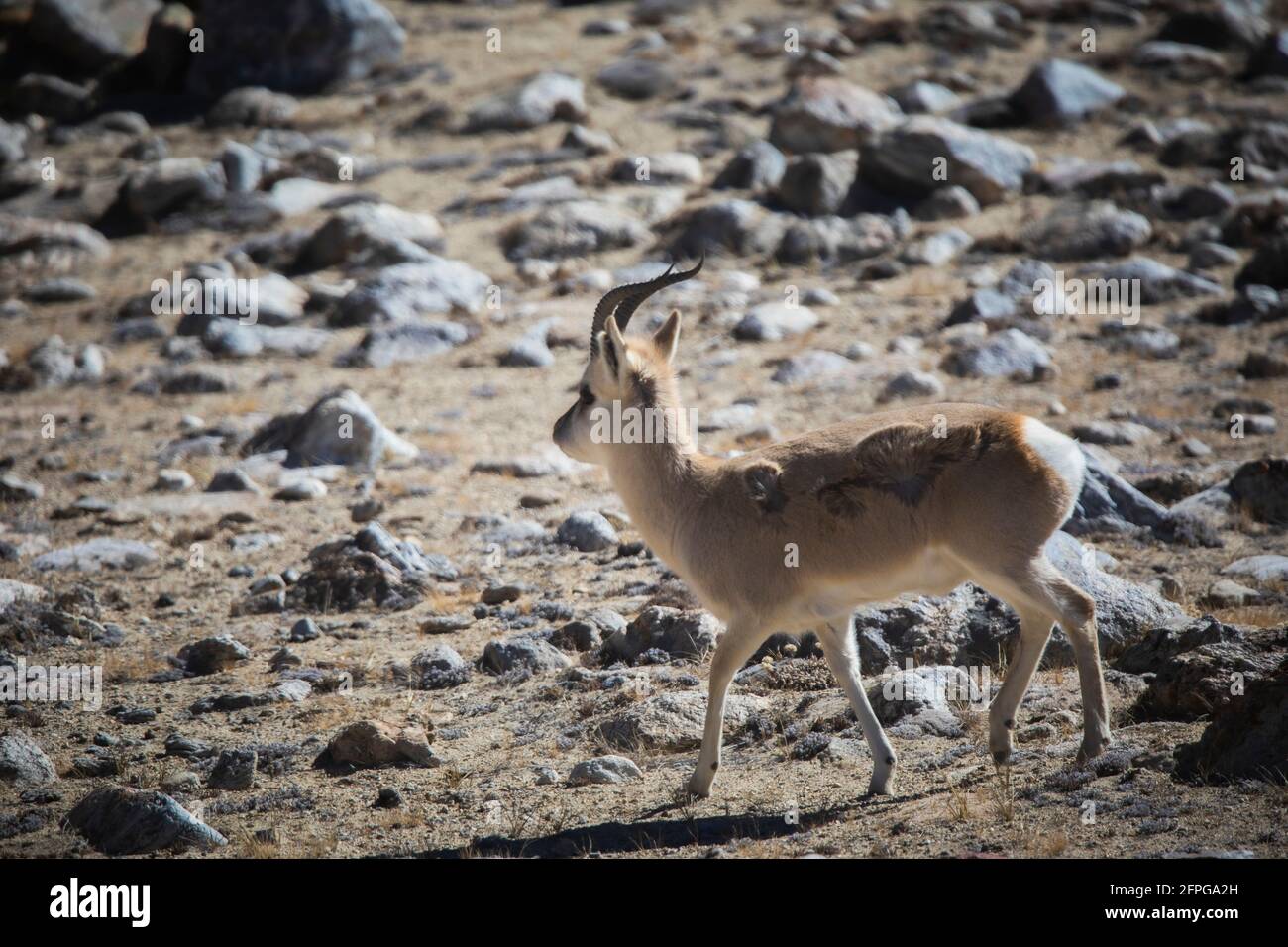 Tibetan Gazelle, Procapra picticaudata, Gurudonmar, Sikkim, India Stock Photo