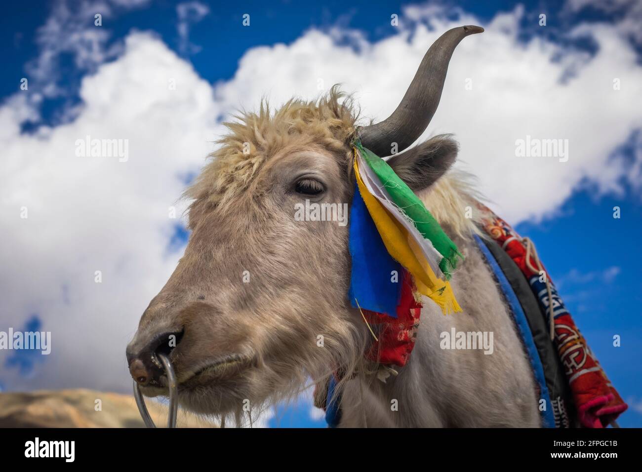 Yak Saddle High Resolution Stock Photography And Images Alamy
