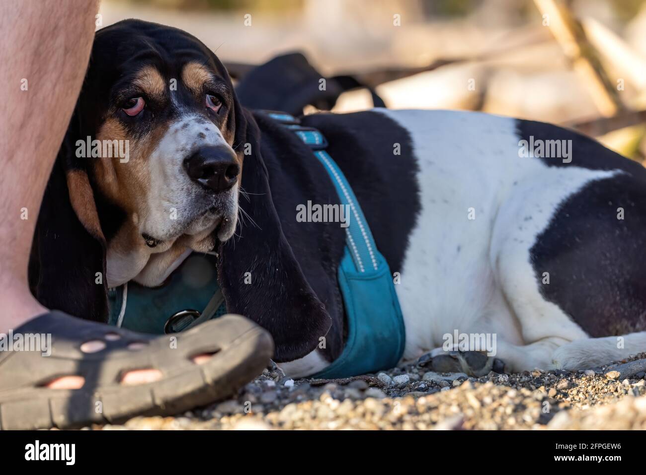 A young basset hound laying next to owner's feet on the beach Stock