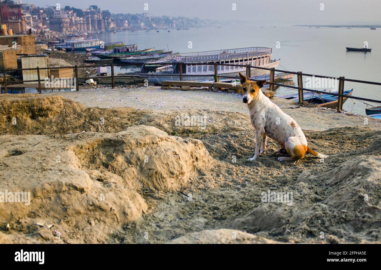 Varanasi, India Wide angle shot of an Indian street dog sitting alone