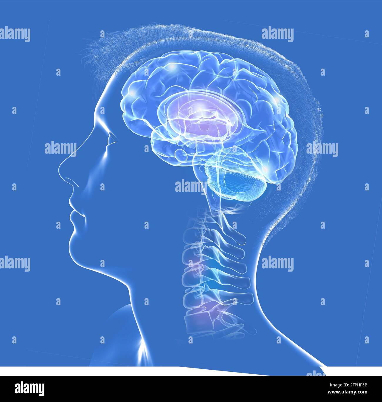 3D illustration of the interior of the human head, showing the brain and the first vertebrae. Transparent glass on a blue background. Stock Photo