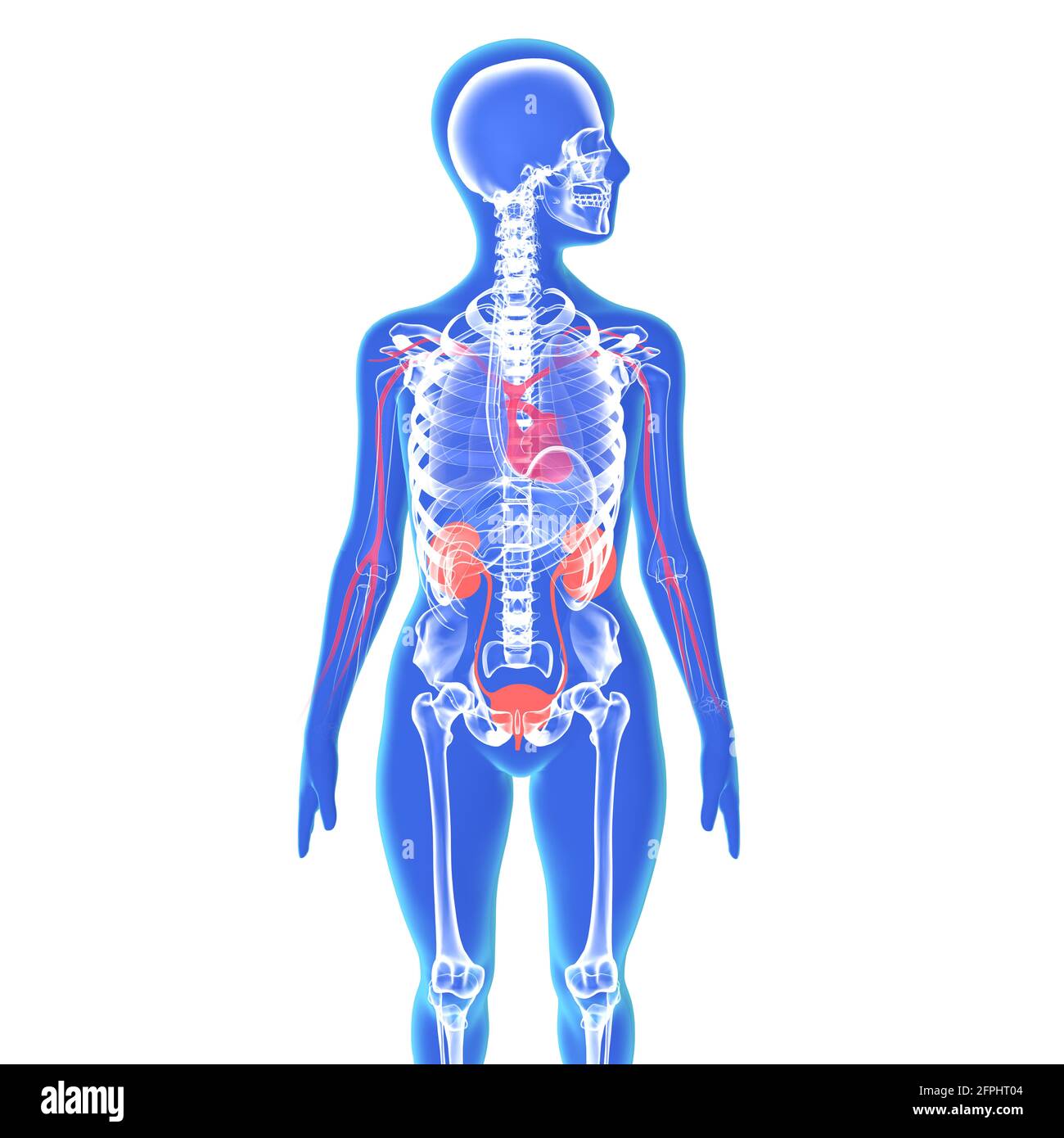 Female skeleton anatomy Cut Out Stock Images & Pictures - Page 2 - Alamy