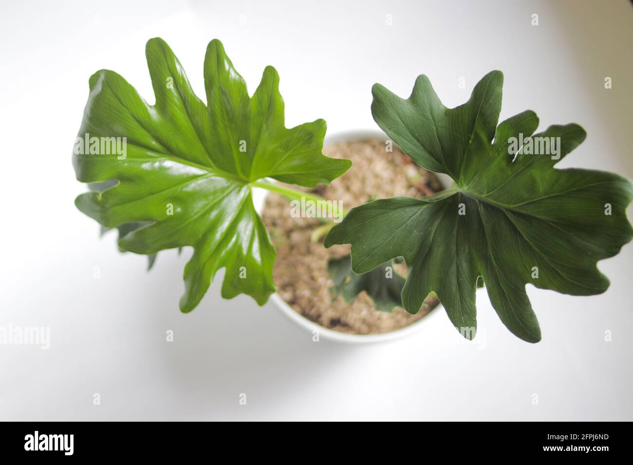 Tropical philodendron selloum on white background. Close-up view of leaves. houseplant for home decor. Stock Photo