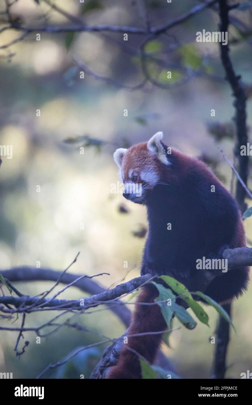 State animal of sikkim hi-res stock photography and images - Alamy State animal of sikkim hi-res stock photography and images - Alamy