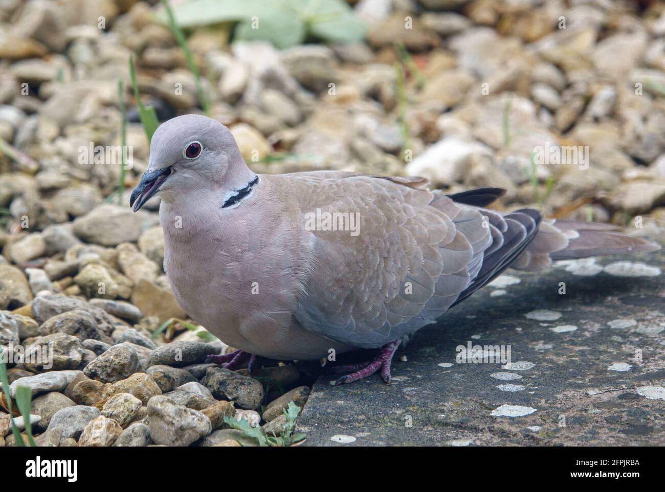 close up of a collared dove (Streptopelia Decaocto) looking for food in the  garden Stock Photo - Alamy