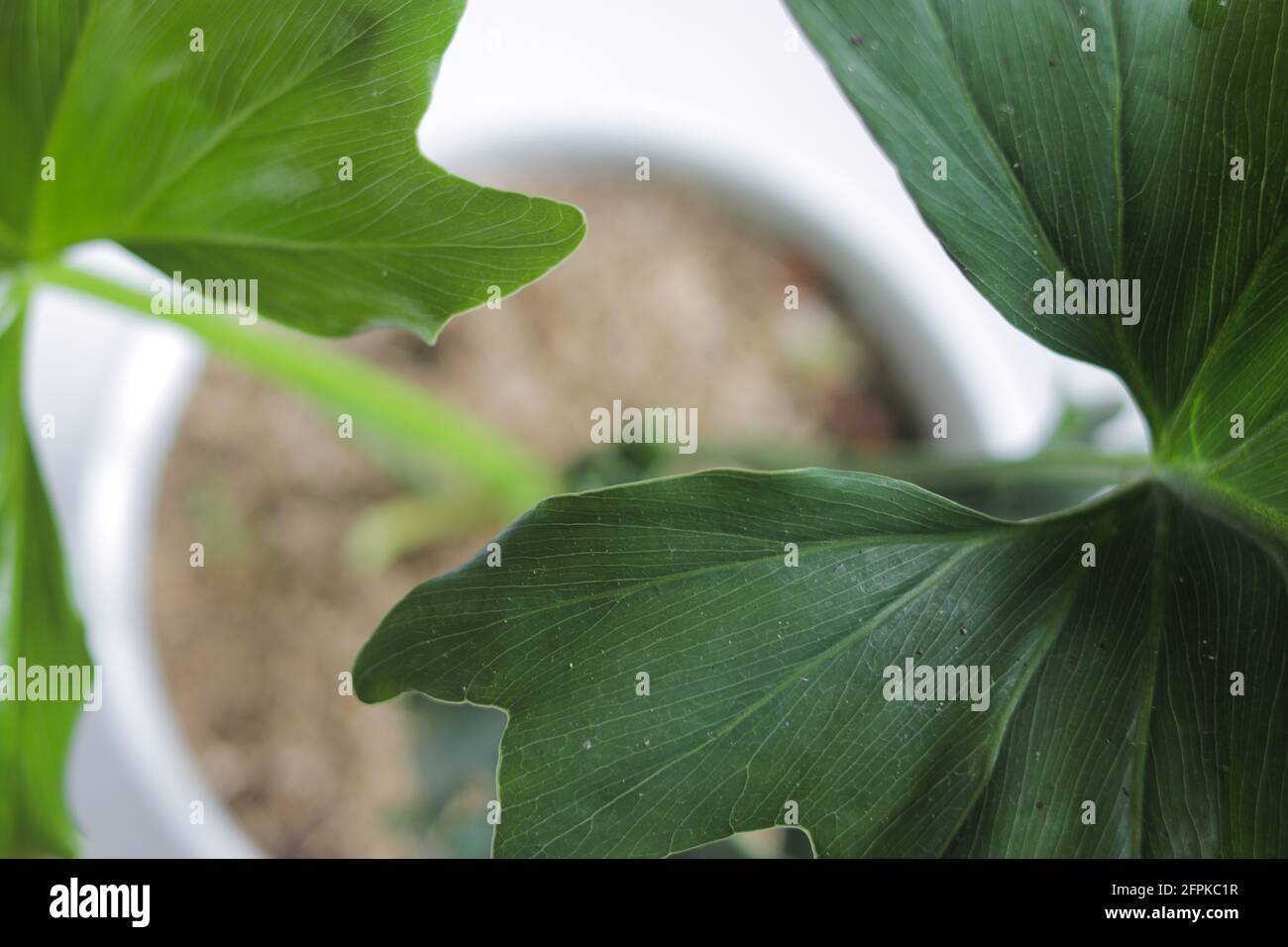 Tropical plant leaves background. Close-up view of philoderon leaves. houseplant for home decor. Stock Photo