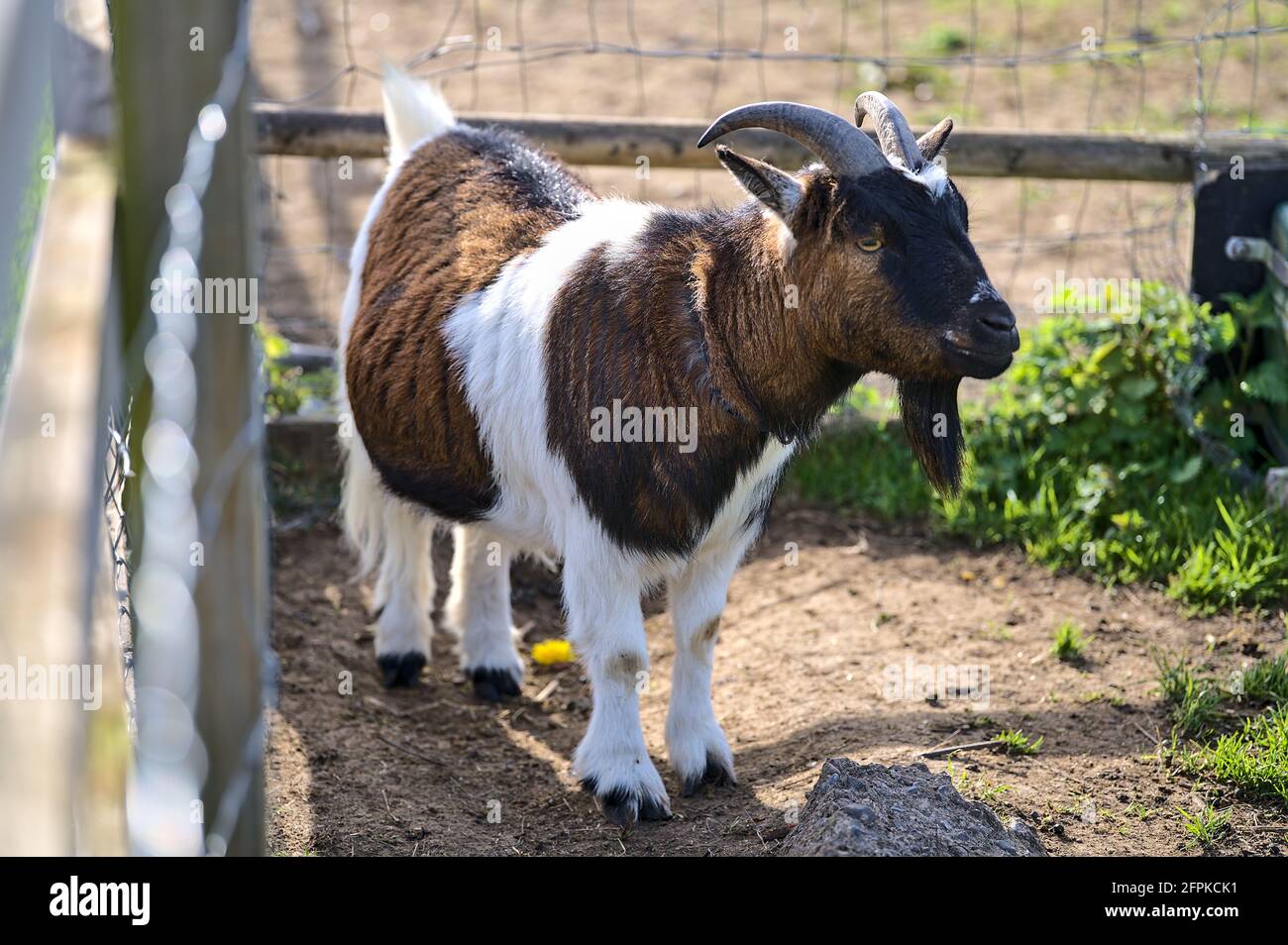 Beautiful closeup view of goat beside the wooden fence at Goatstown farm in Dublin, Ireland. Soft and selective focus Stock Photo