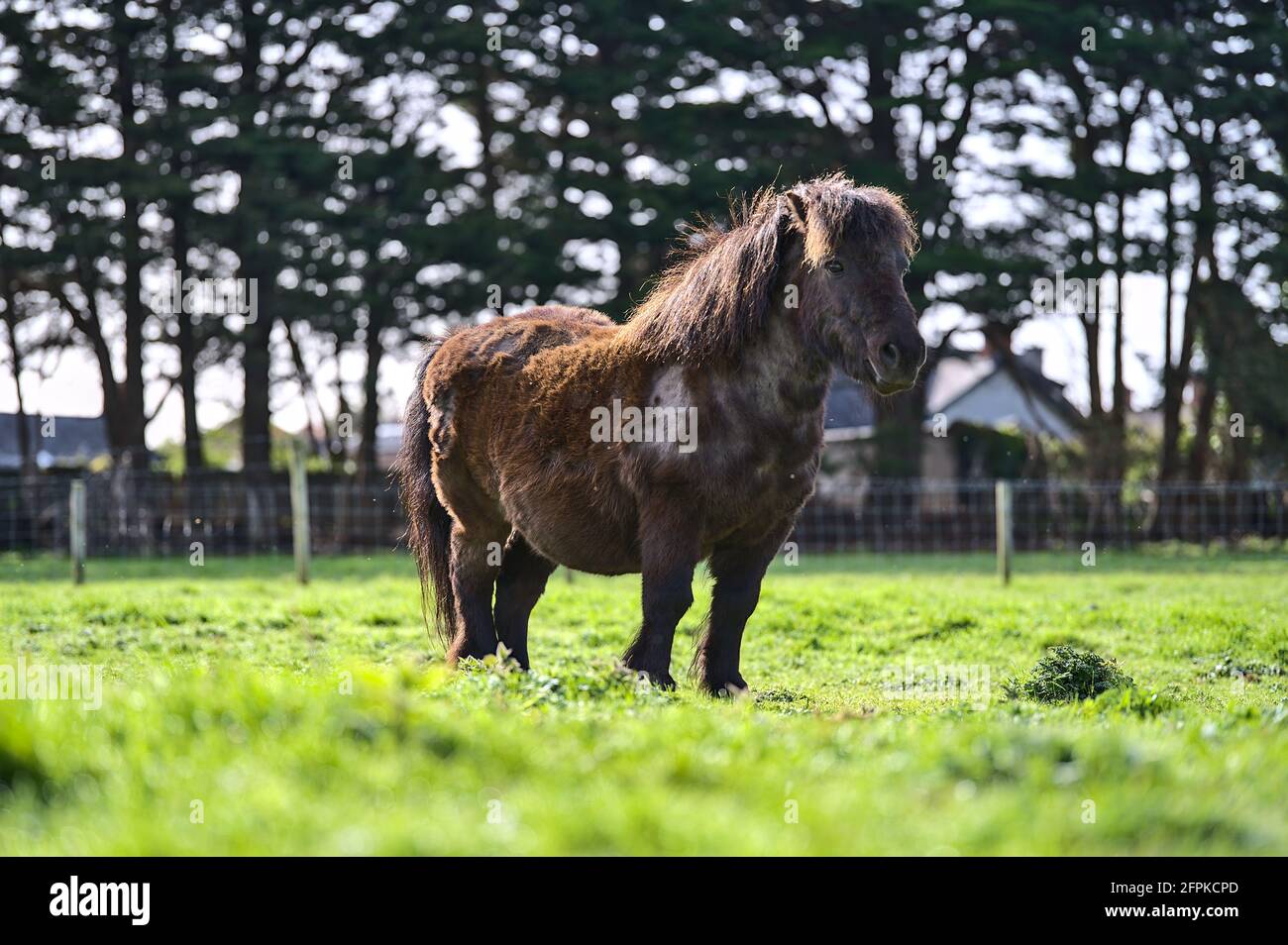 Beautiful closeup low ground view of cute dark brown shetland pony