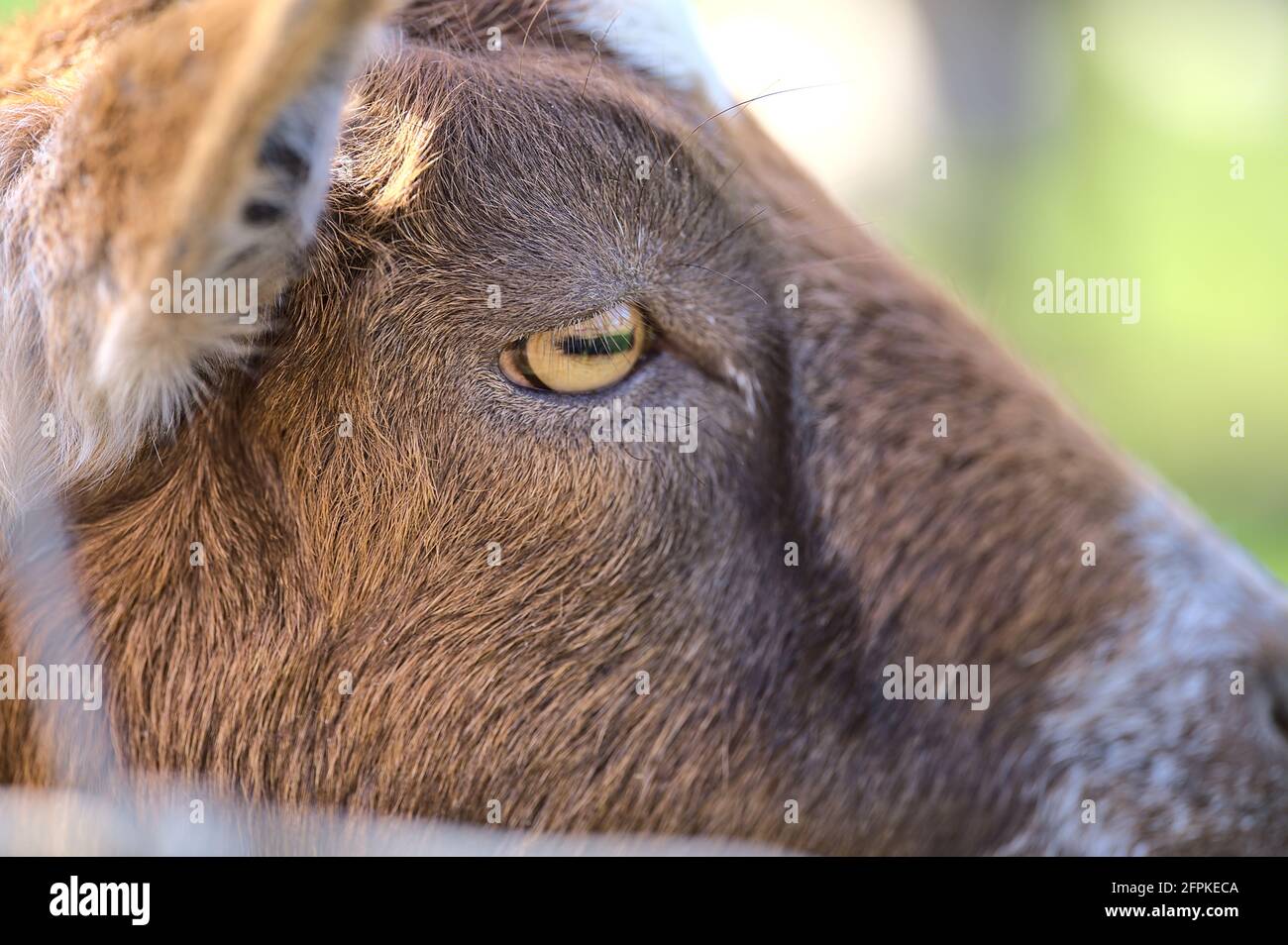 Beautiful closeup view of yellow eye of goat beside the wooden fence at Goatstown farm in Dublin, Ireland. Soft and selective focus Stock Photo