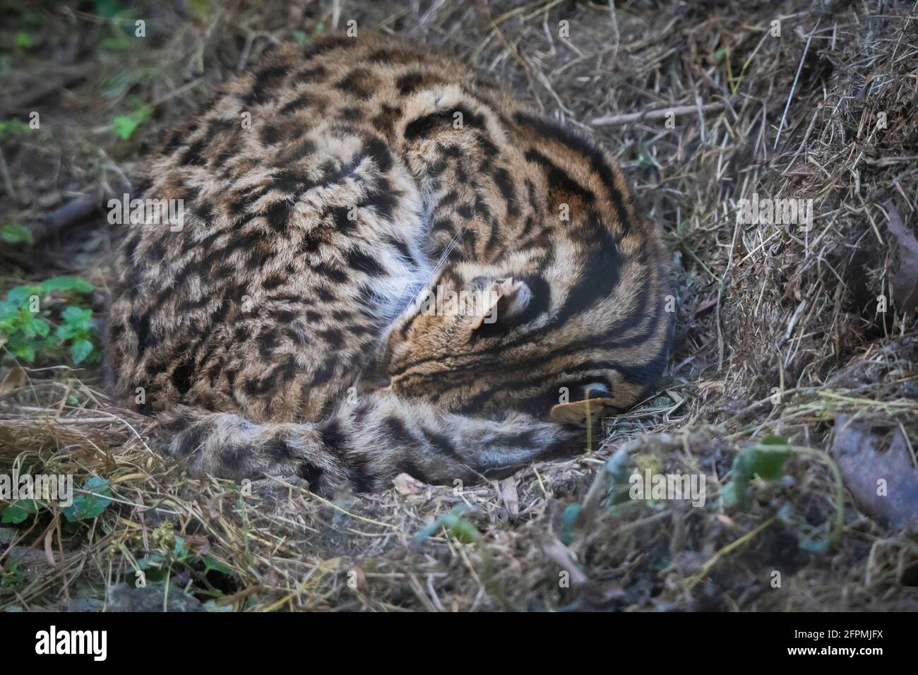 Leopard Cat, Prionailurus bengalensis, Sikkim, India Stock Photo - Alamy