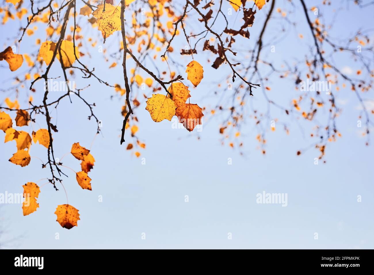 autumn scene with yellow leaves, blurred brown branches and blue sky Stock Photo