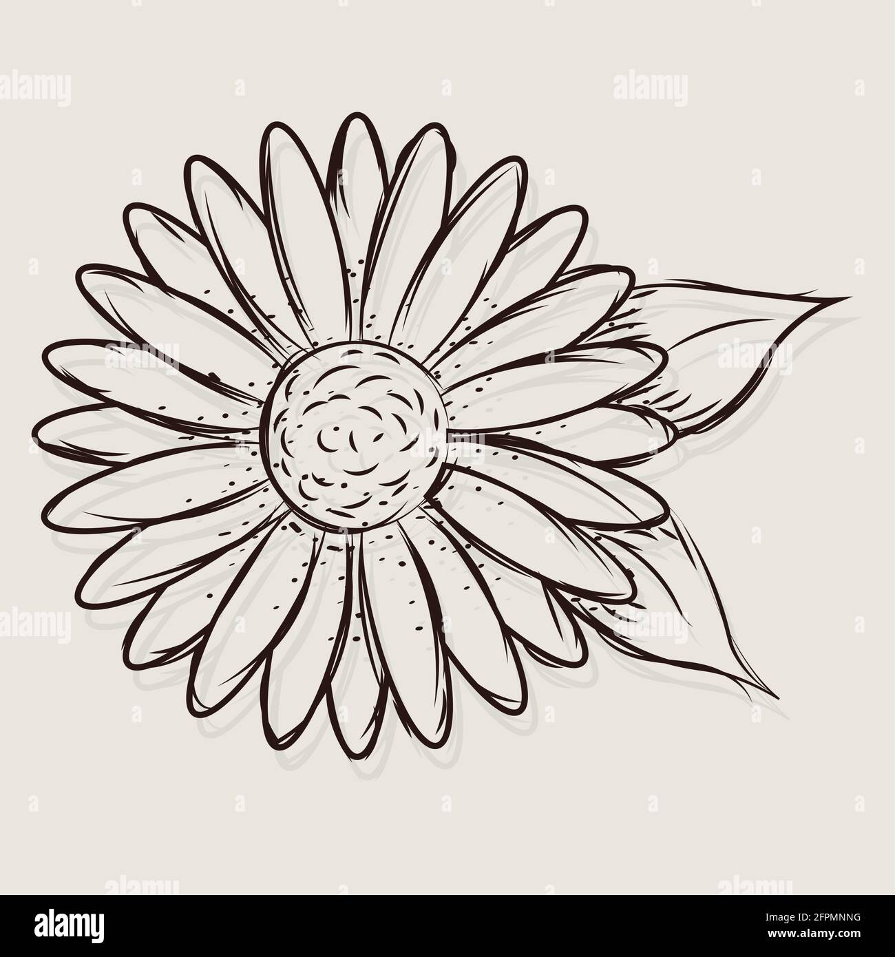 Daisy Flower Drawing Pic  Drawing Skill